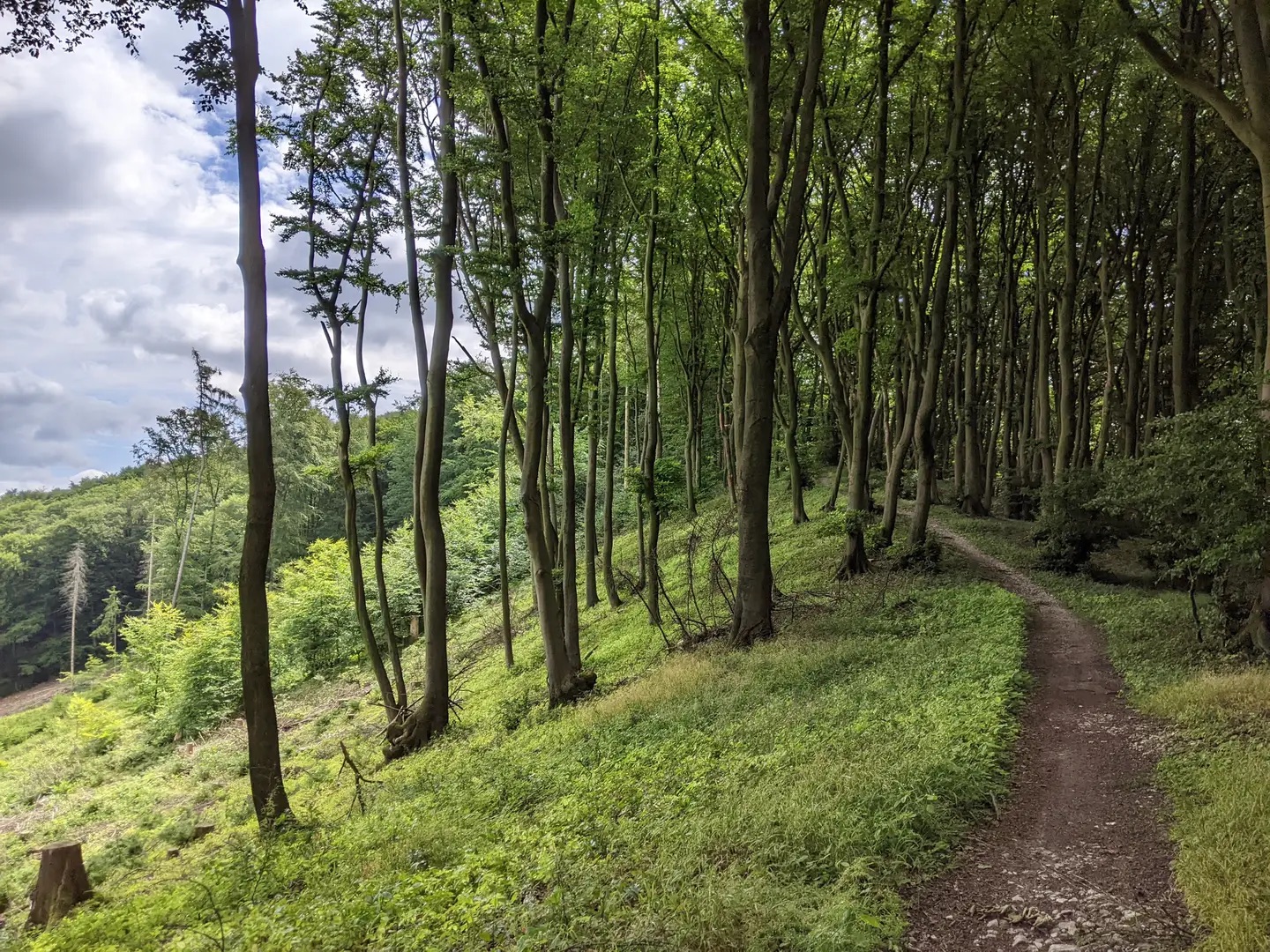 Waldweg